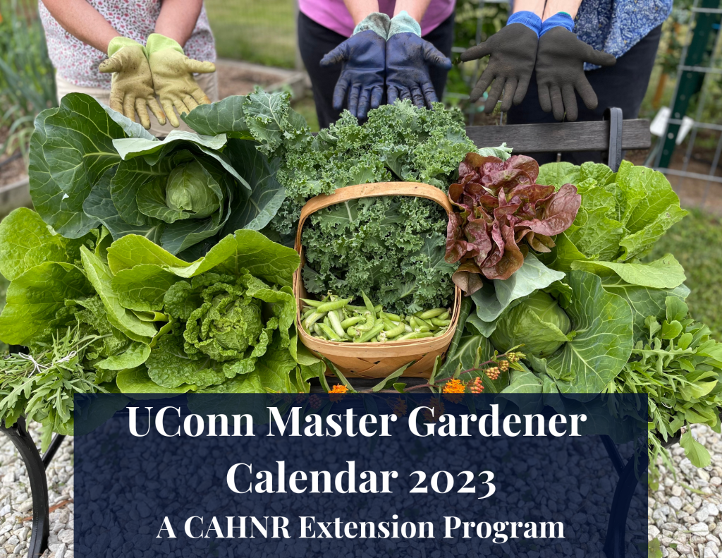 Calendar Cover, including lettuce, kale, and more greens after harvest