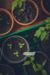 garden pots with seeds sprouting in them