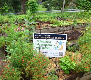 community garden in mid summer