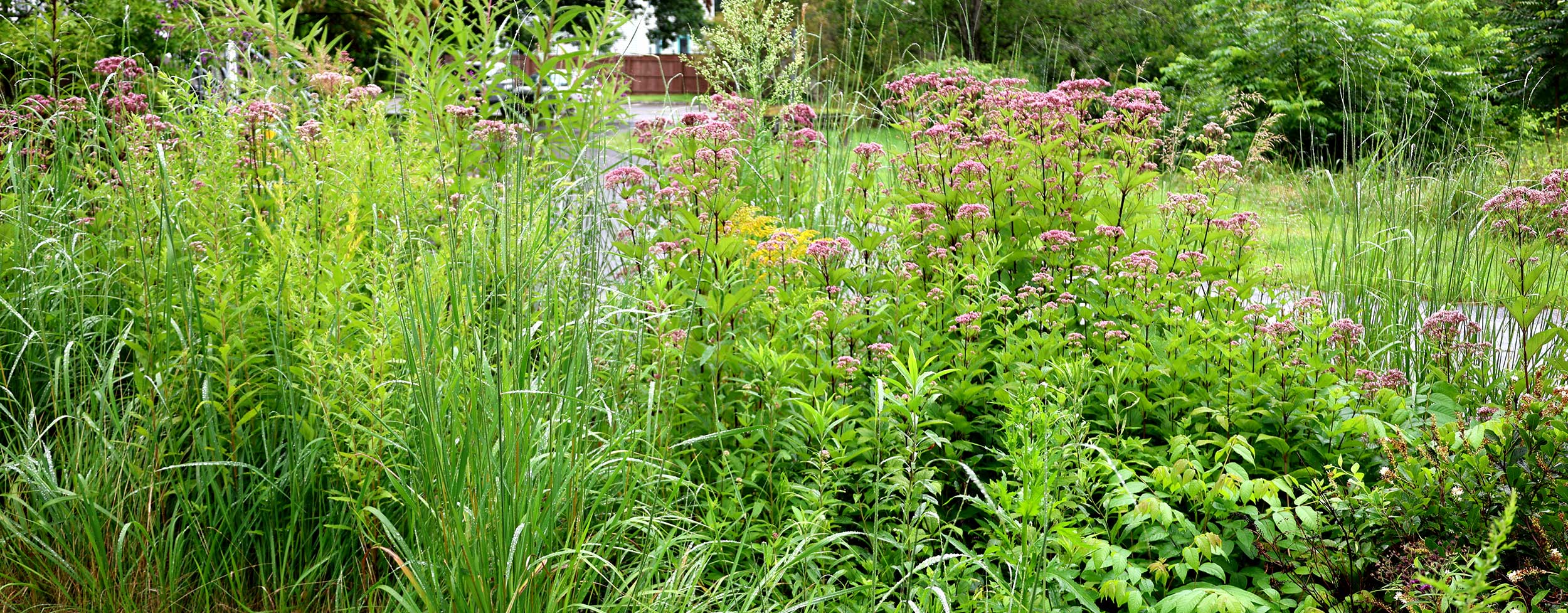 rain garden during a rain event