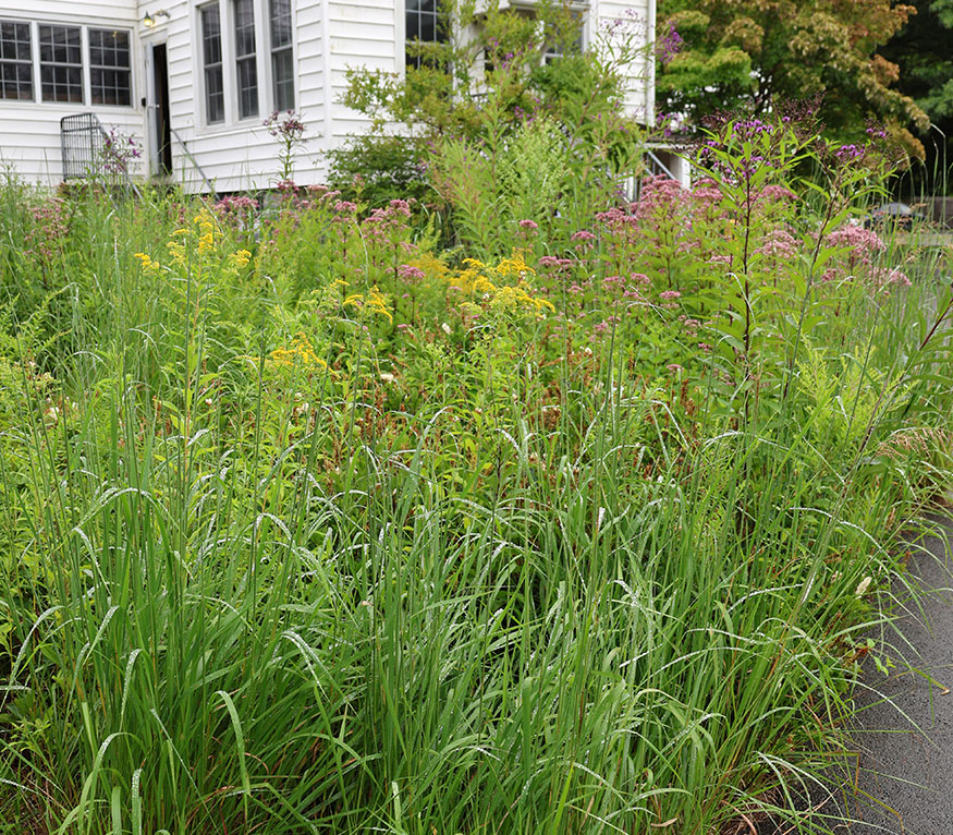 Rain garden