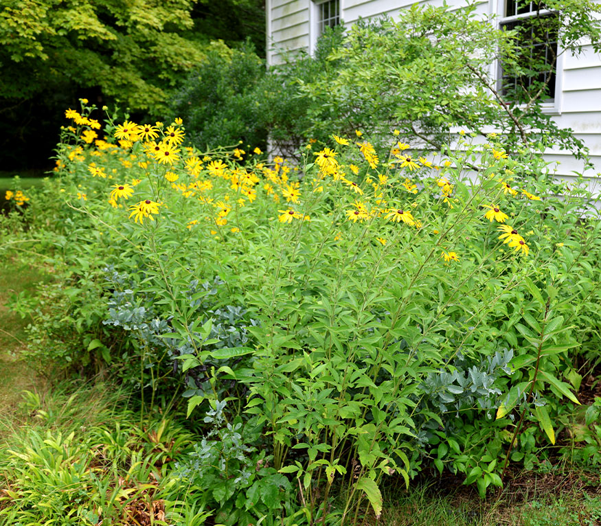 Rain garden