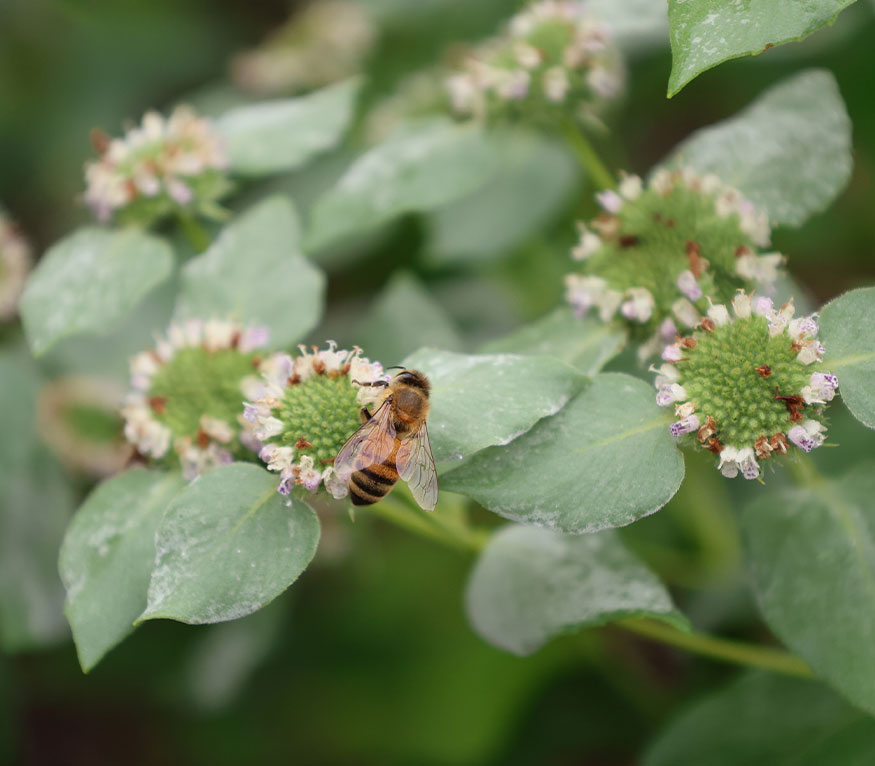 flower with bee on it