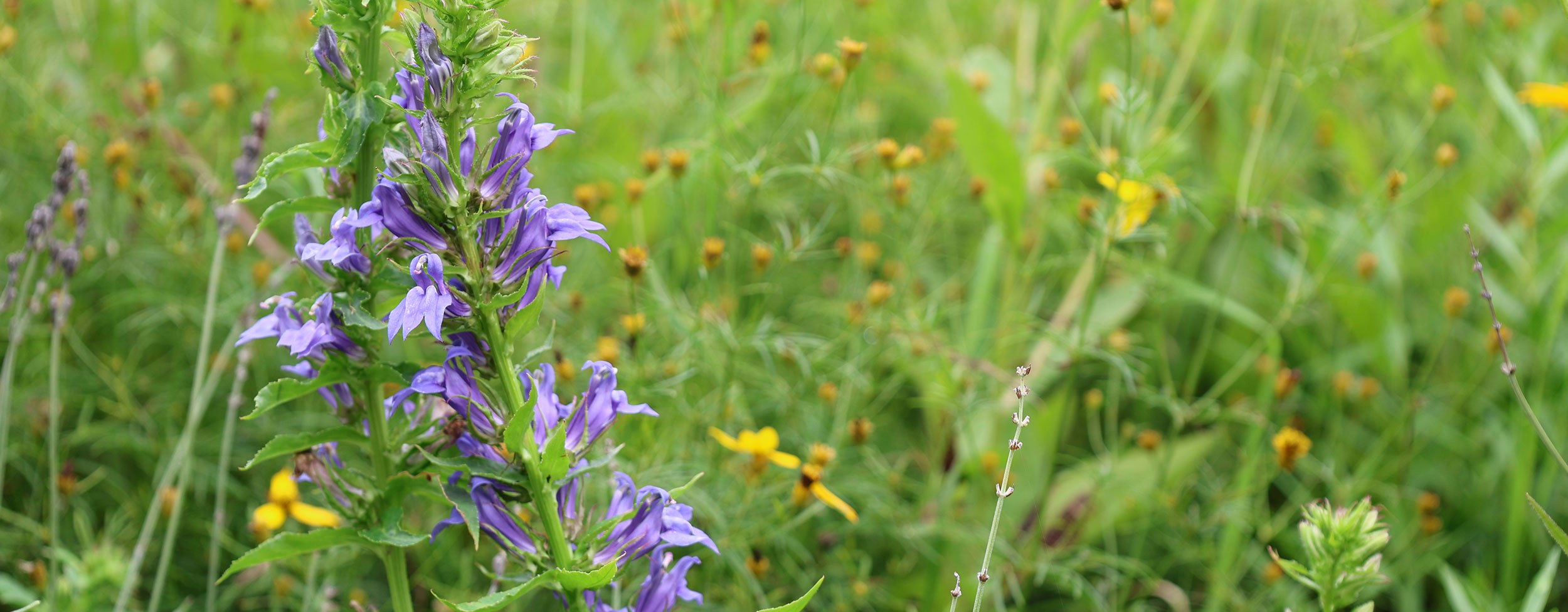 flowers in a garden