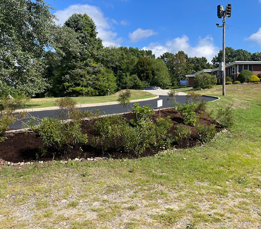 Norwich rain garden