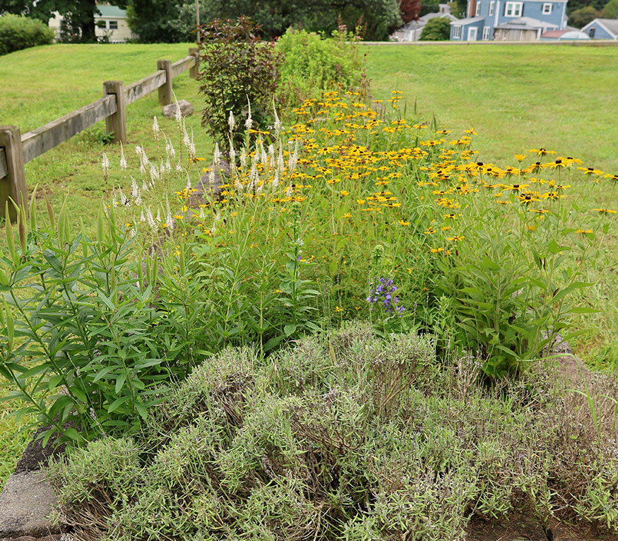 Norwich pollinator garden