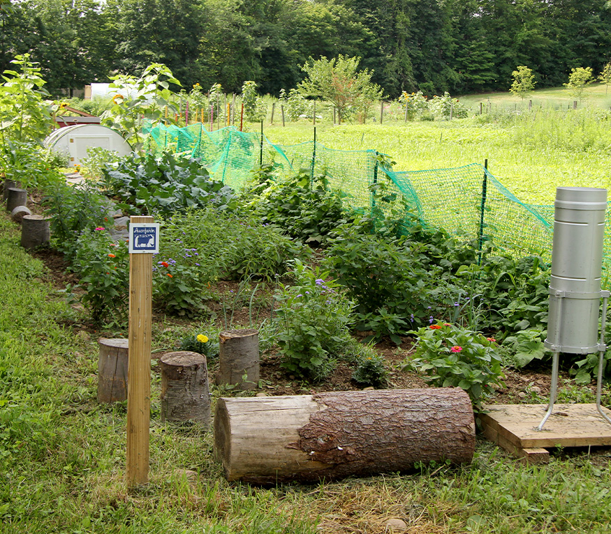 small garden in a field