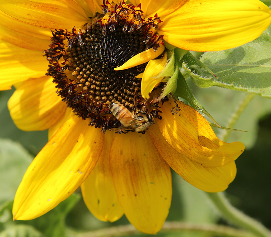 Norwich pollinator garden